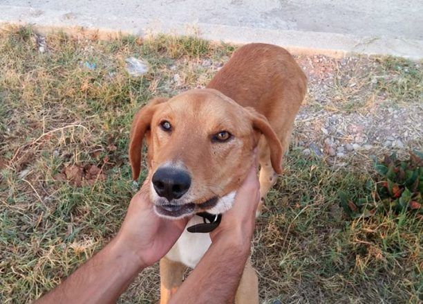 Καλό Νερό Τριφυλίας: Δεν πήγαινε στον κτηνίατρο τον πυροβολημένο σκύλο του γιατί είχε «προβλήματα»